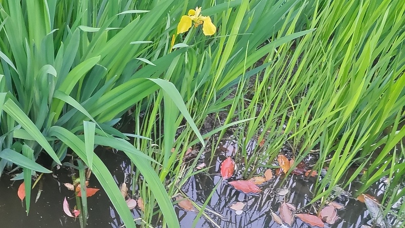 キショウブの花とヒメガマ 東京都大田区平和の森公園