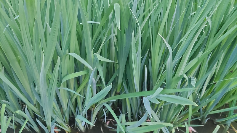 キショウブの葉 東京都大田区平和の森公園