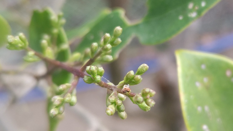 ネズミモチの蕾 東京都大田区平和島公園