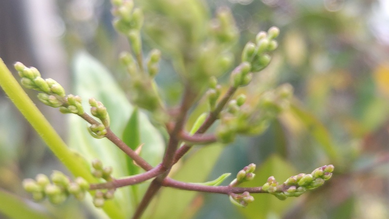ネズミモチの蕾 東京都大田区平和島公園