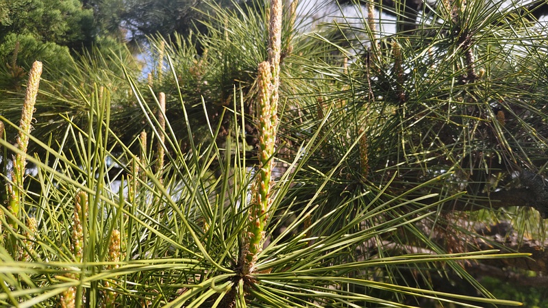 クロマツの雄花 東京都大田区平和島公園