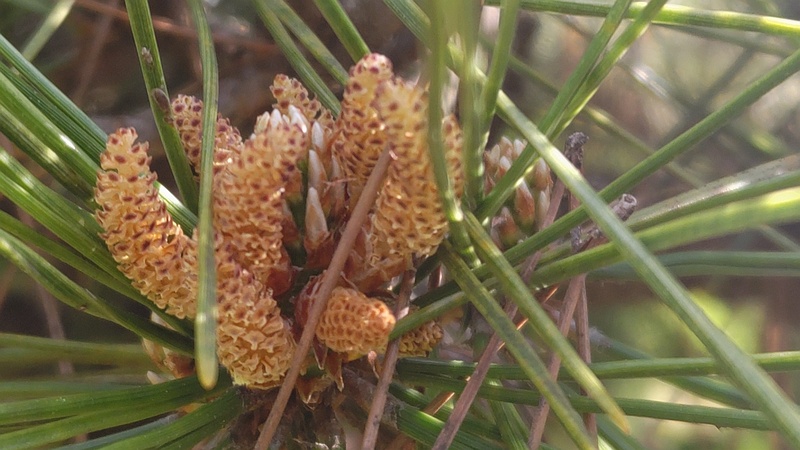 クロマツの雄花 東京都大田区平和島公園