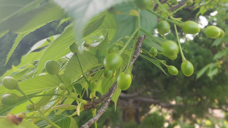 オオシマザクラの果実 東京都大田区平和島公園