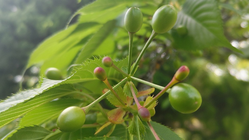 オオシマザクラの果実 東京都大田区平和島公園