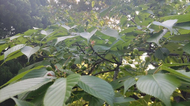 オオシマザクラの果実 東京都大田区平和島公園