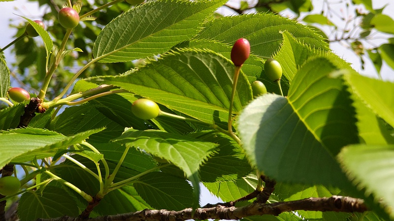 オオシマザクラの果実 東京都大田区平和島公園