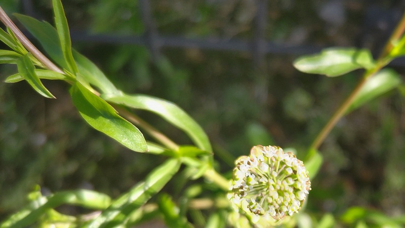 マメグンバイナズナの蕾 東京都大田区平和島