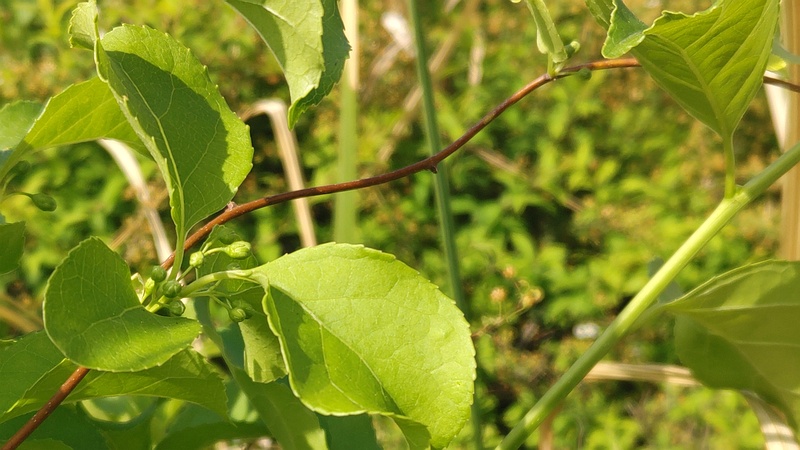 ツルウメモドキの蕾 東京都大田区大和大橋