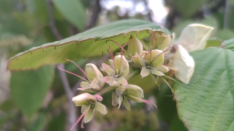トサミズキの花後 東京都大田区平和島公園