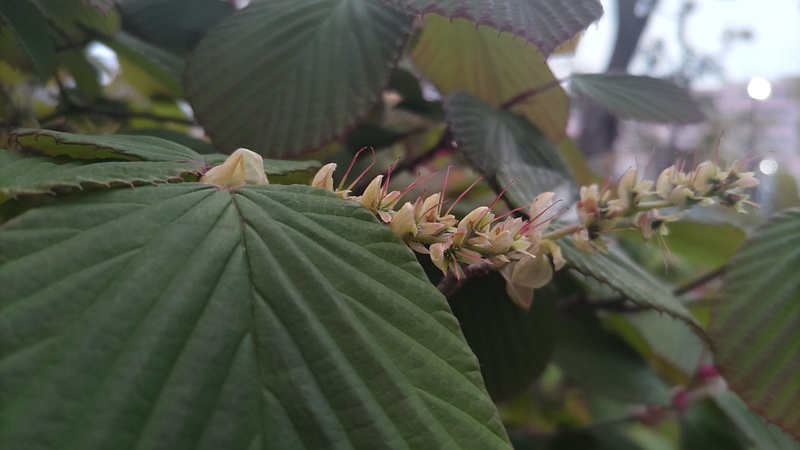 トサミズキの花後 東京都大田区平和島公園