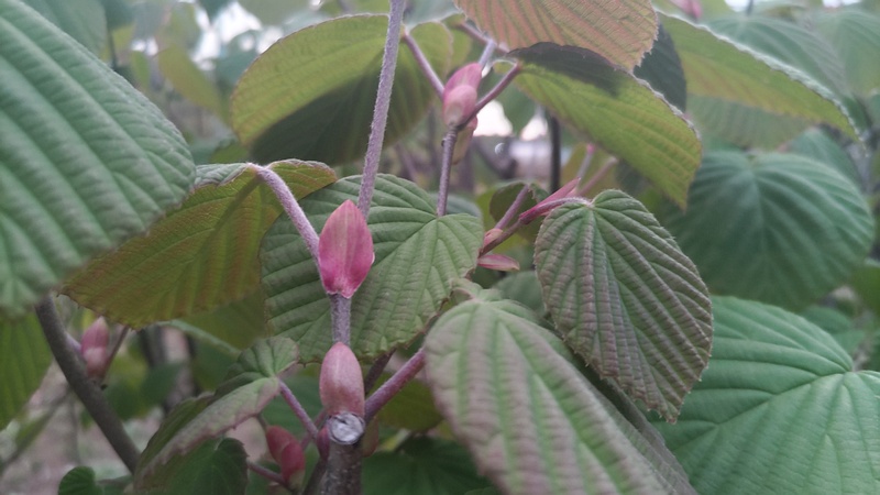 トサミズキの新芽 東京都大田区平和島公園