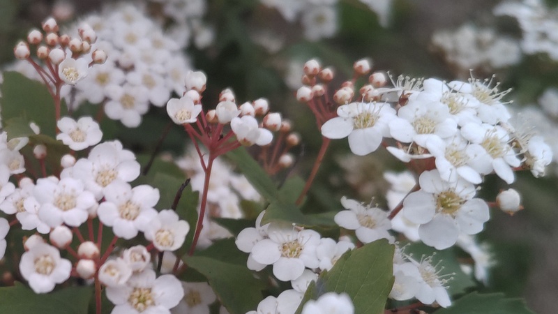 コデマリの花 東京都大田区平和島公園