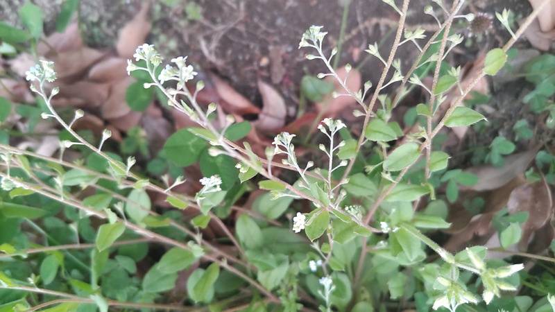 ノミノツヅリの花 東京都大田区平和島公園