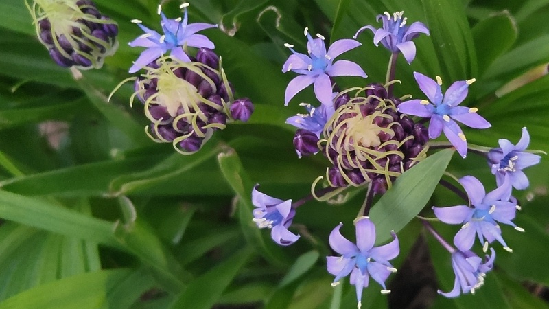オオツルボの花 東京都大田区平和島公園