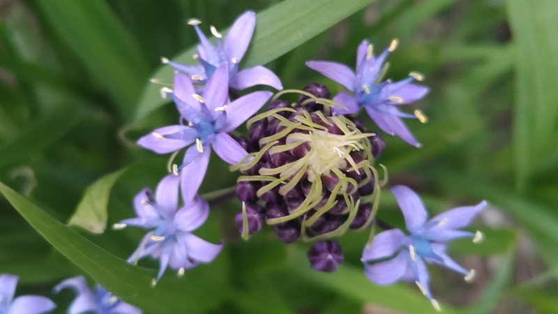 オオツルボの花 東京都大田区平和島公園