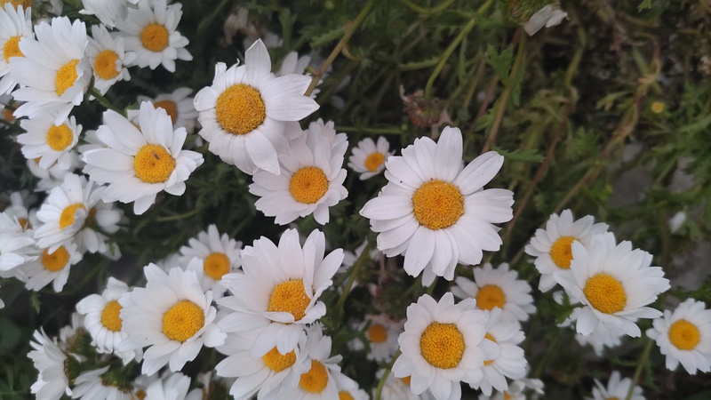 カンシロギクの花 東京都大田区平和島公園
