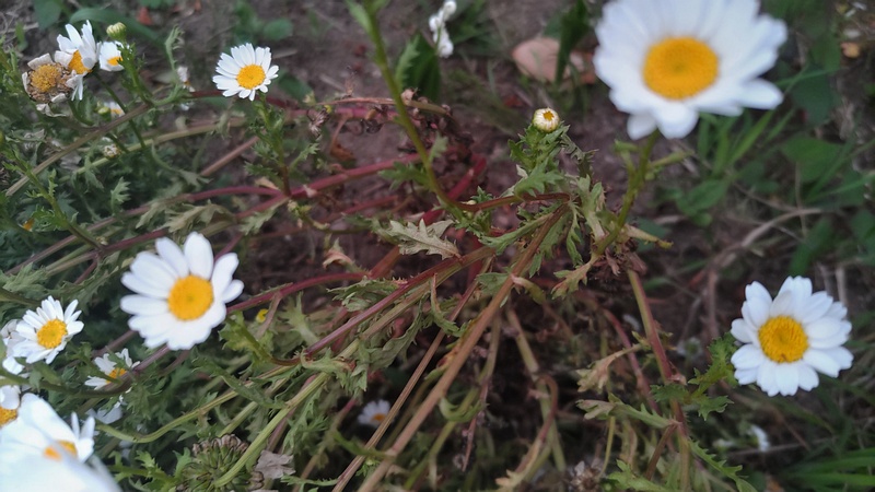 カンシロギクの花 東京都大田区平和島公園