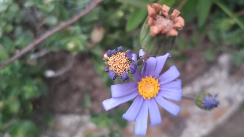 ルリヒナギクの花 東京都大田区平和島公園
