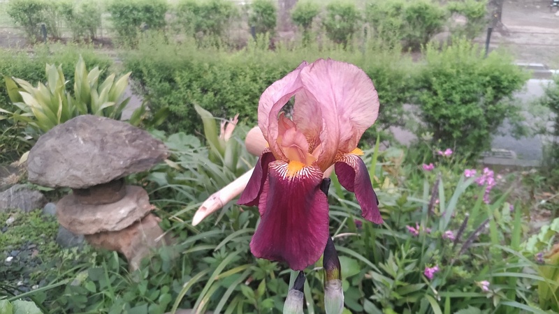 アヤメの花 東京都大田区平和島公園