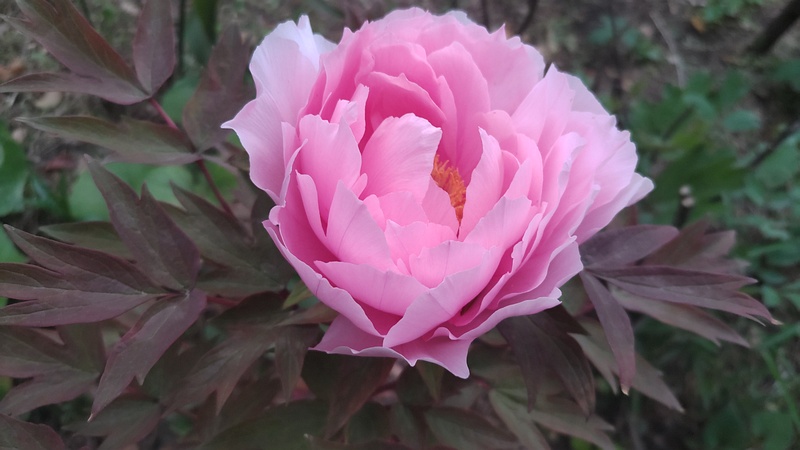 ボタンの花 東京都大田区平和島公園