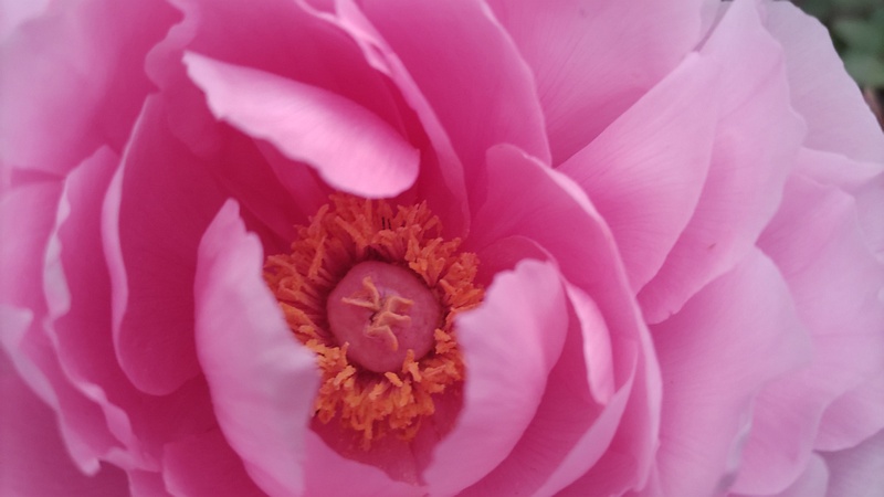 ボタンの花 東京都大田区平和島公園