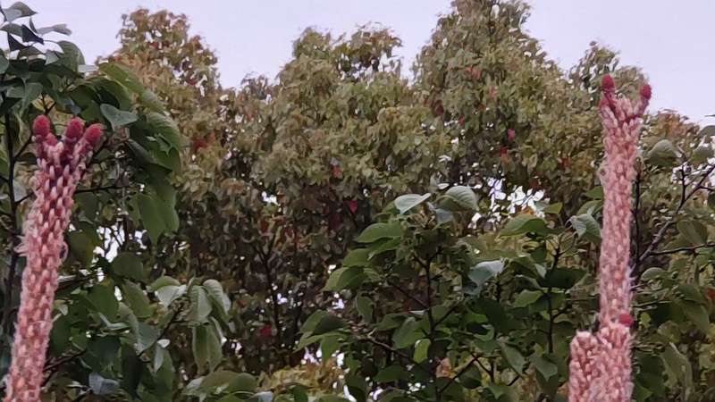 クロマツの雌花 東京都大田区平和島公園