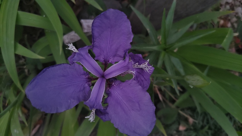 アヤメの花 東京都大田区平和島公園