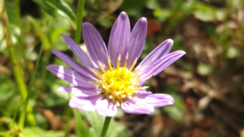 ミヤコワスレの花 東京都大田区平和島公園