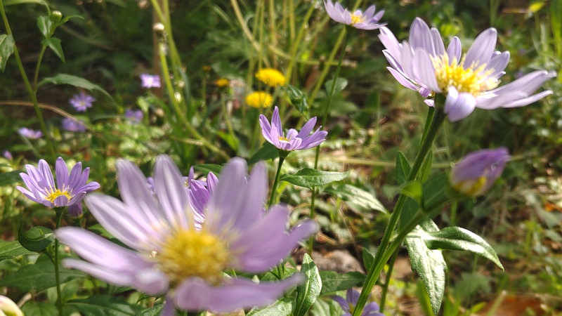 ミヤコワスレの花 東京都大田区平和島公園