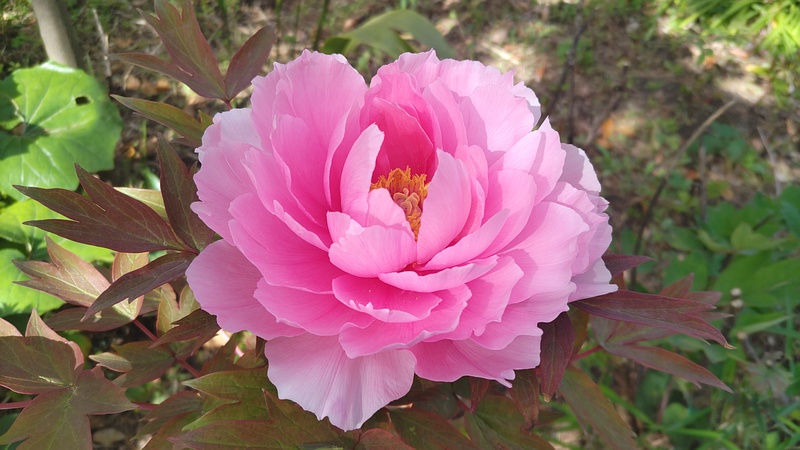 ボタンの花 東京都大田区平和島公園
