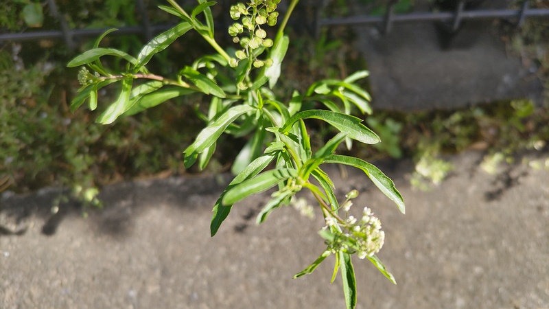 マメグンバイナズナの花 東京都大田区平和島公園