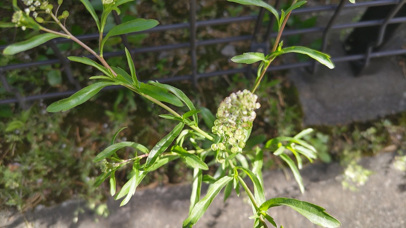マメグンバイナズナの花 東京都大田区平和島公園