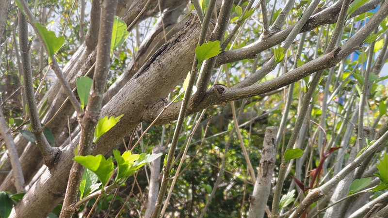 ムクゲ 東京都大田区大和大橋