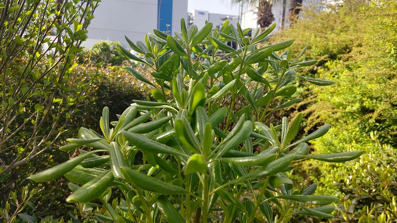 トベラ 東京都大田区大和大橋