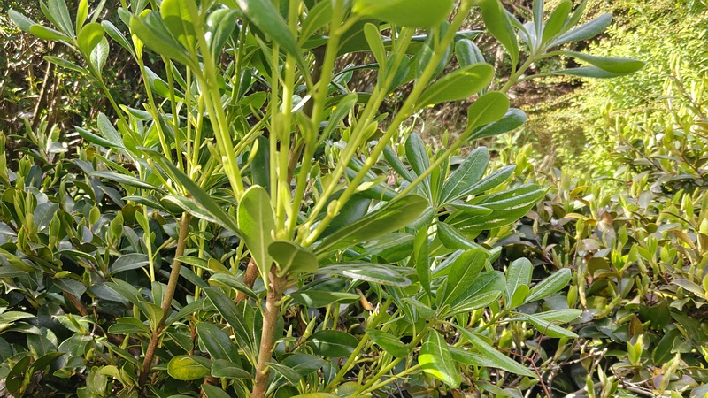 トベラ 東京都大田区大和大橋
