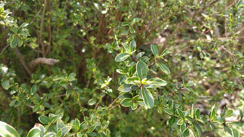 フイリハクチョウゲ 東京都大田区大和大橋