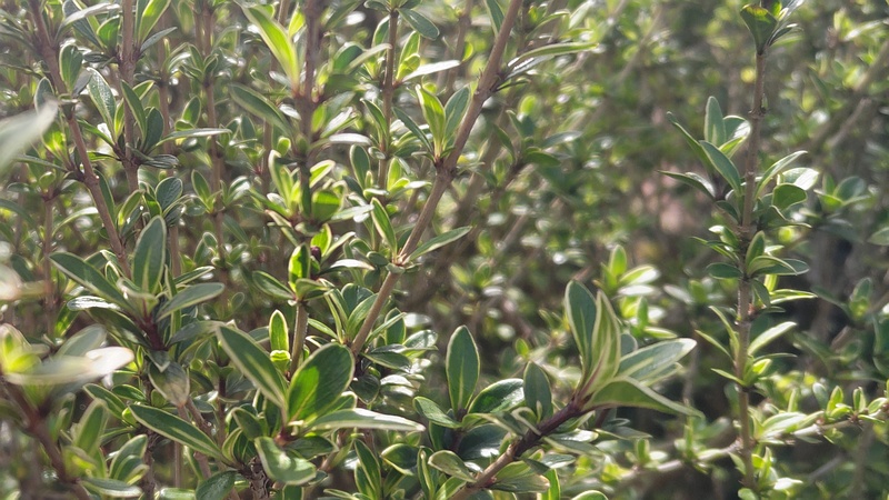 フイリハクチョウゲ 東京都大田区大和大橋