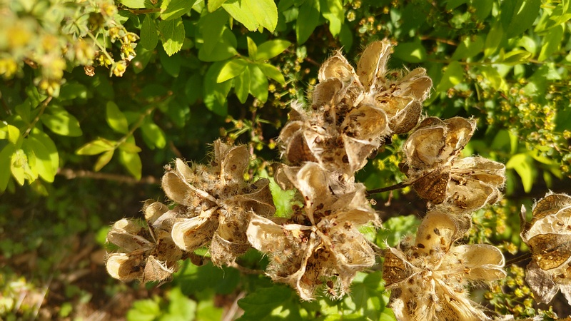 フヨウの果実 東京都大田区大和大橋