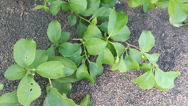 ツルウメモドキの蕾 東京都大田区平和島公園