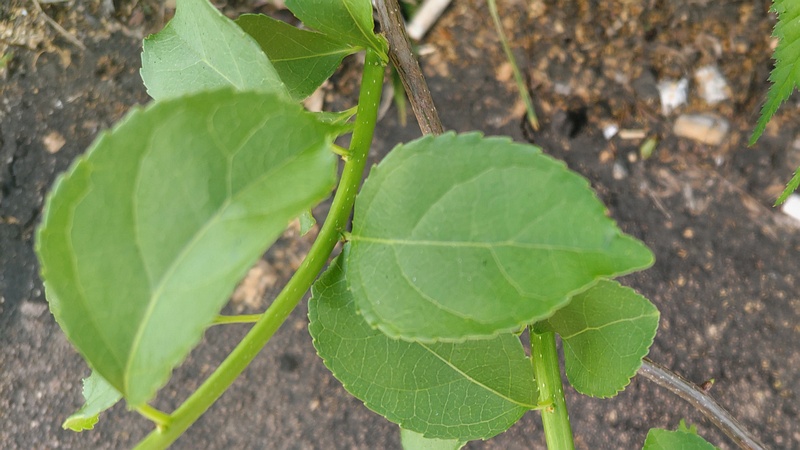 ツルウメモドキ 東京都大田区平和島公園