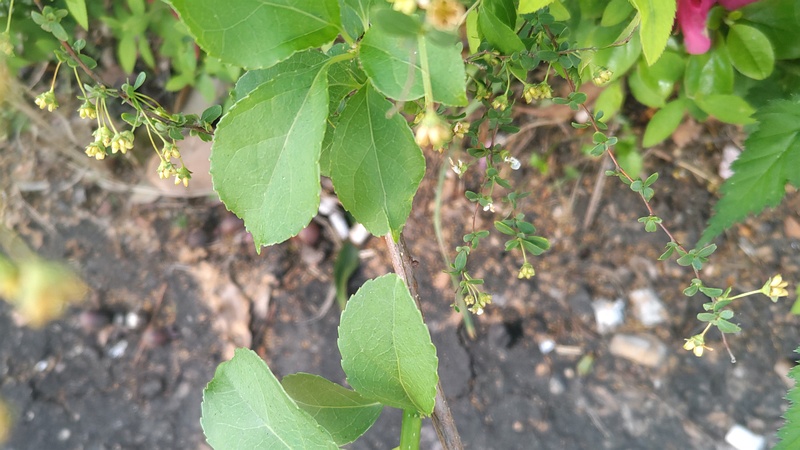 ツルウメモドキとコメツブツメクサの花 東京都大田区平和島公園
