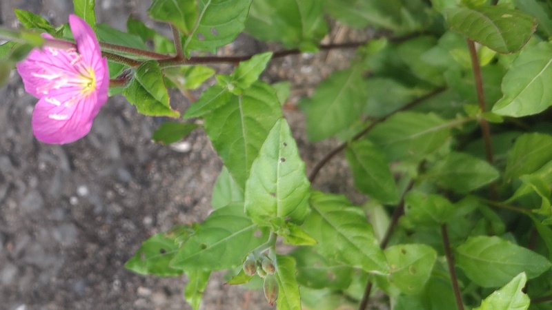 ユウゲショウの花 東京都大田区平和島公園