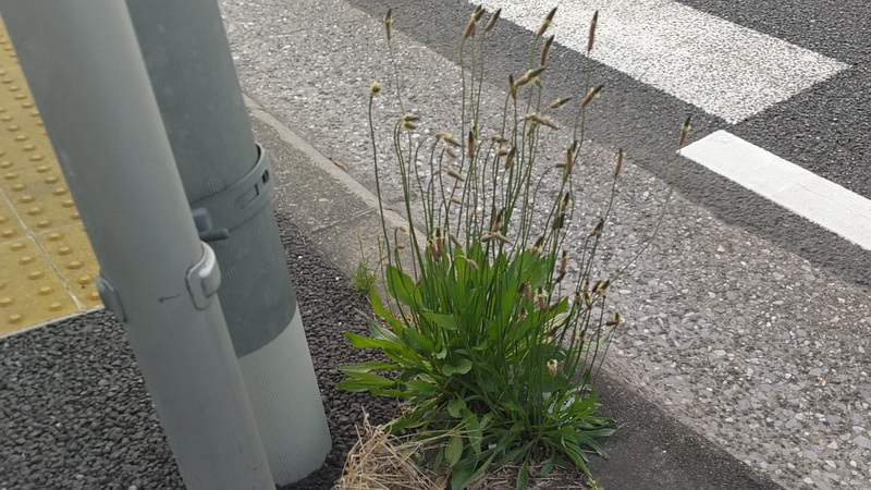 ヘラオオバコの花 東京都大田区大和大橋