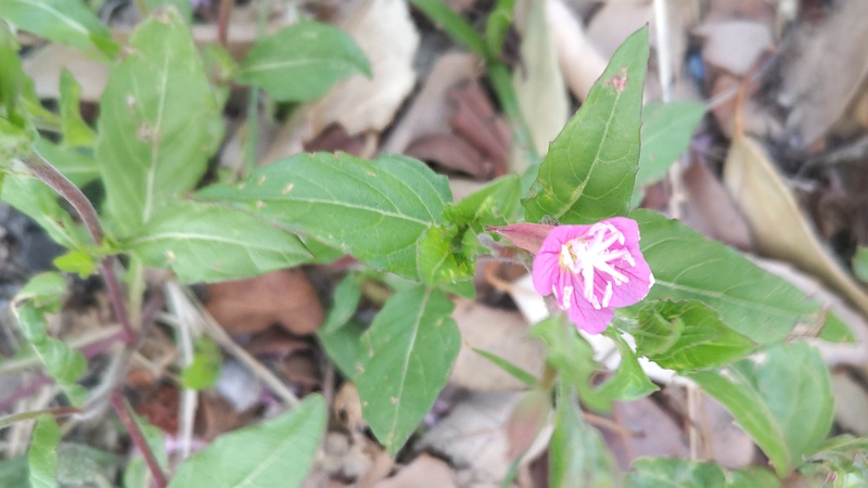 ユウゲショウの花 東京都大田区平和島