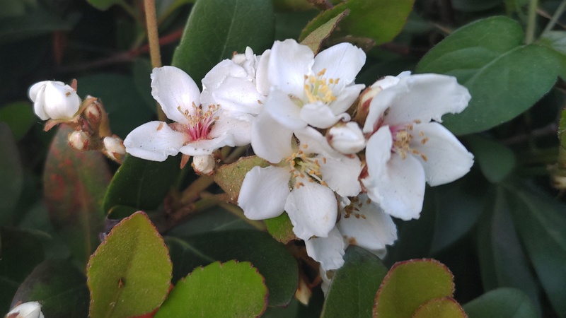 シャリンバイの花 東京都大田区平和島公園