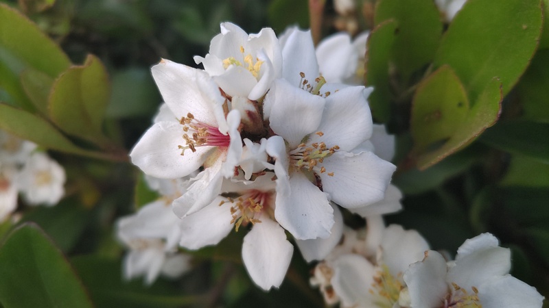 シャリンバイの花 東京都大田区平和島公園
