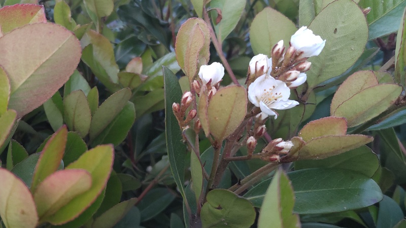 シャリンバイの花 東京都大田区平和島公園