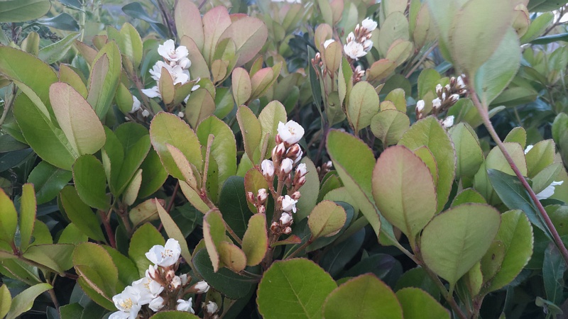 シャリンバイの花 東京都大田区平和島公園