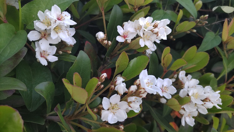 シャリンバイの花 東京都大田区平和島公園