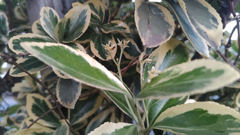 フイリマサキの花 東京都大田区平和島公園